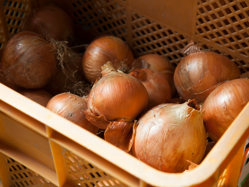 地場産業の泉州野菜