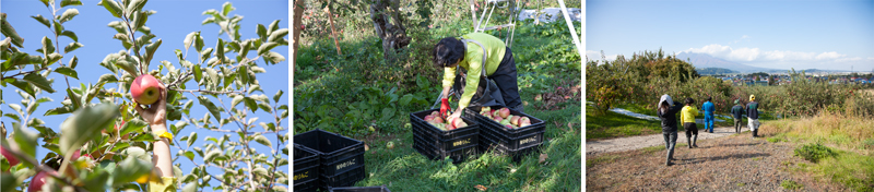 １０月のまるかじりコースの様子